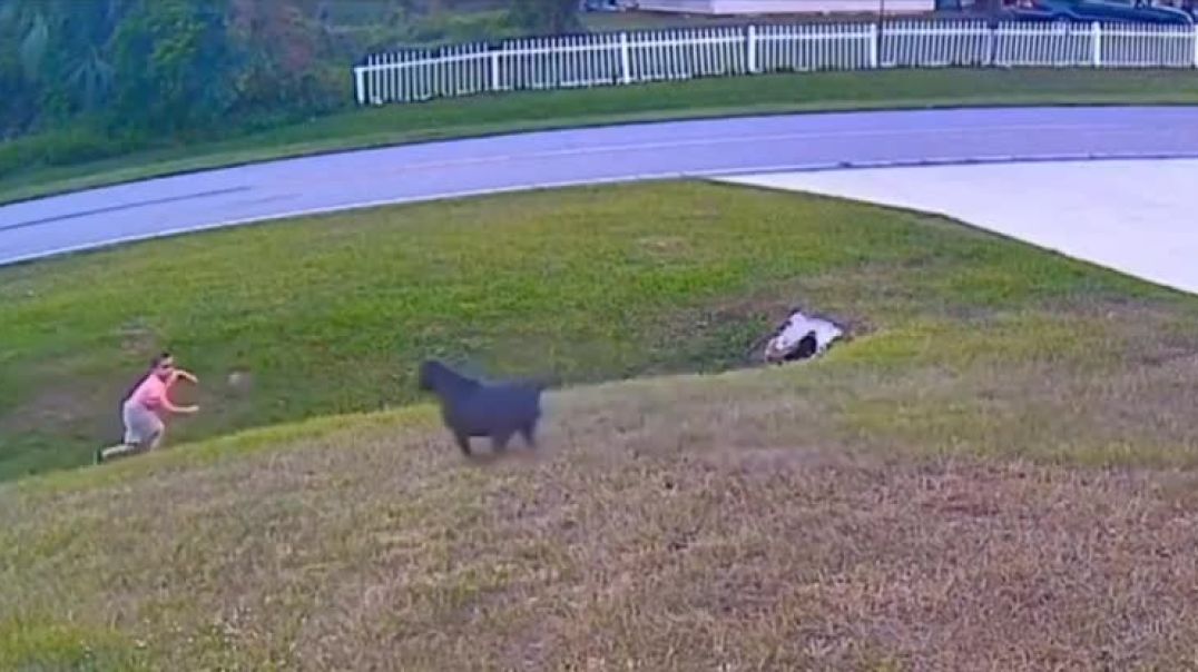 ⁣Family Dog's saves young boy from dog attack