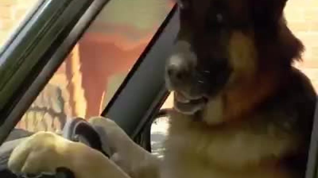 Dog Driving Prank